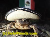 /home//u458753944/public_html/sourcegallery//Roxborough Toad Detour/2013-2019/2017/P4100670.JPG